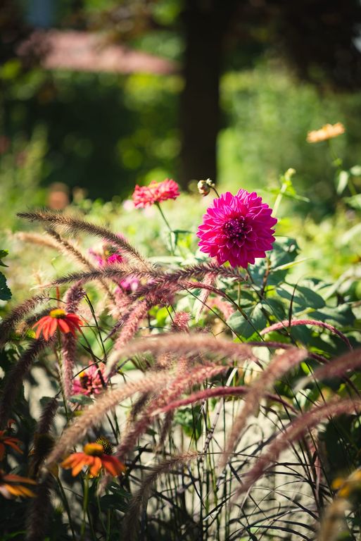 Blühende Blume im 1500 qm grossen Garten in Hannover im Pflegeheim Landhaus Pflege und Wohnen 